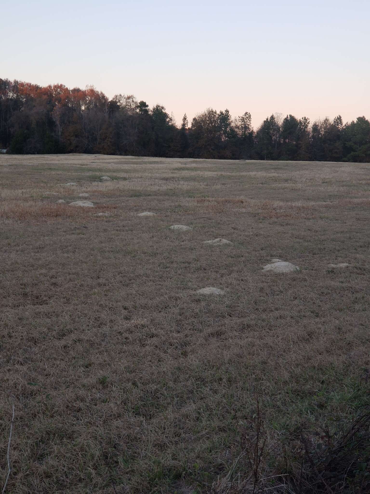 Image of southeastern pocket gopher