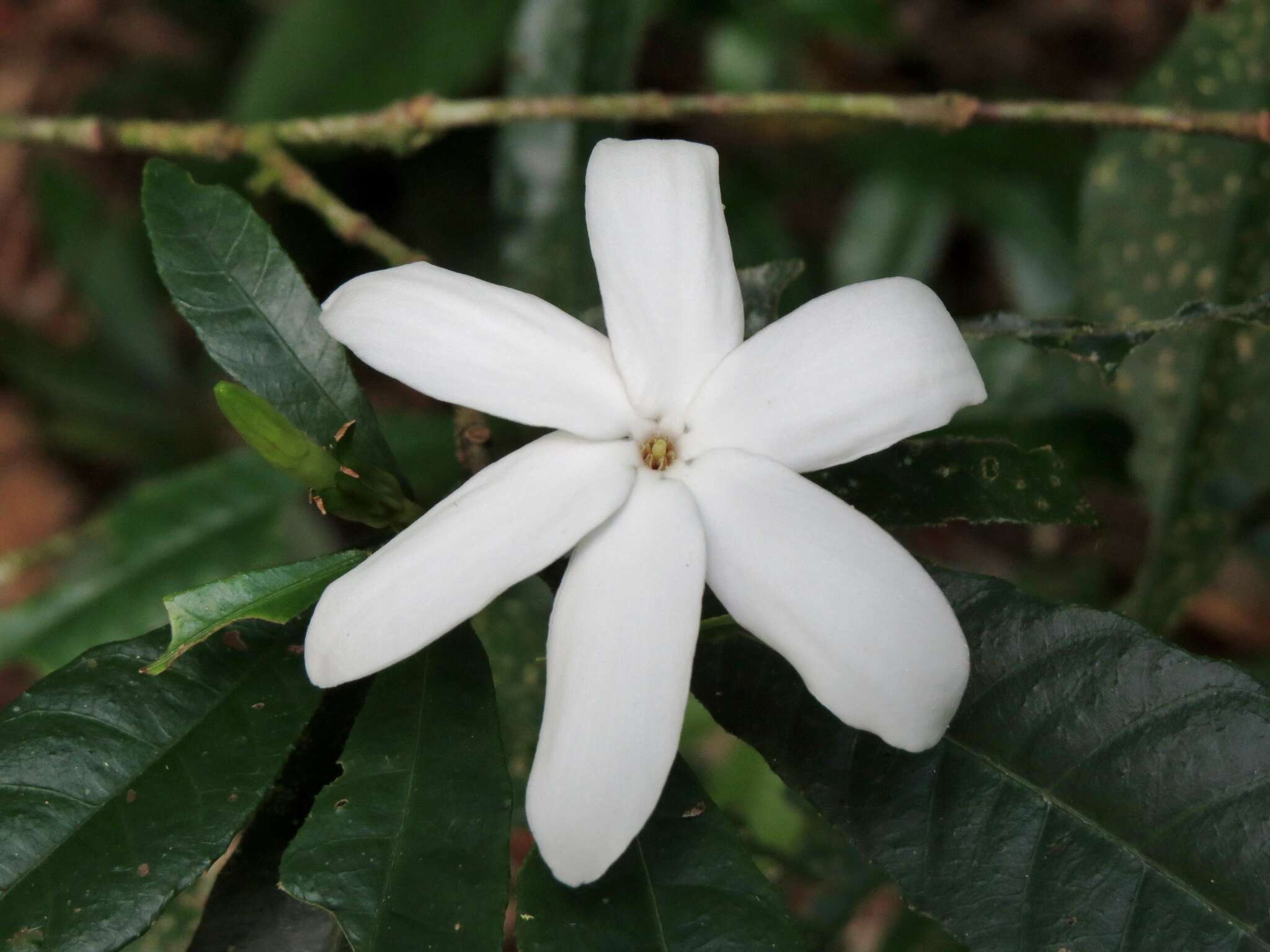 Plancia ëd Gardenia actinocarpa Puttock