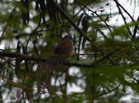 Plancia ëd Aimophila rufescens (Swainson 1827)