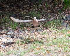 Image of Red-eyed Dove