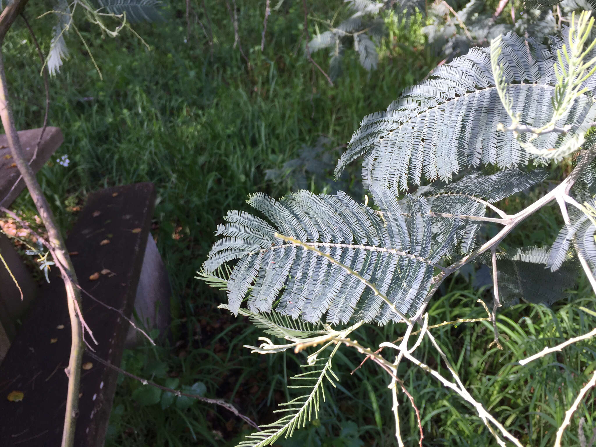 Image of Silver Wattle