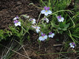 Image of Butterfly lobelia