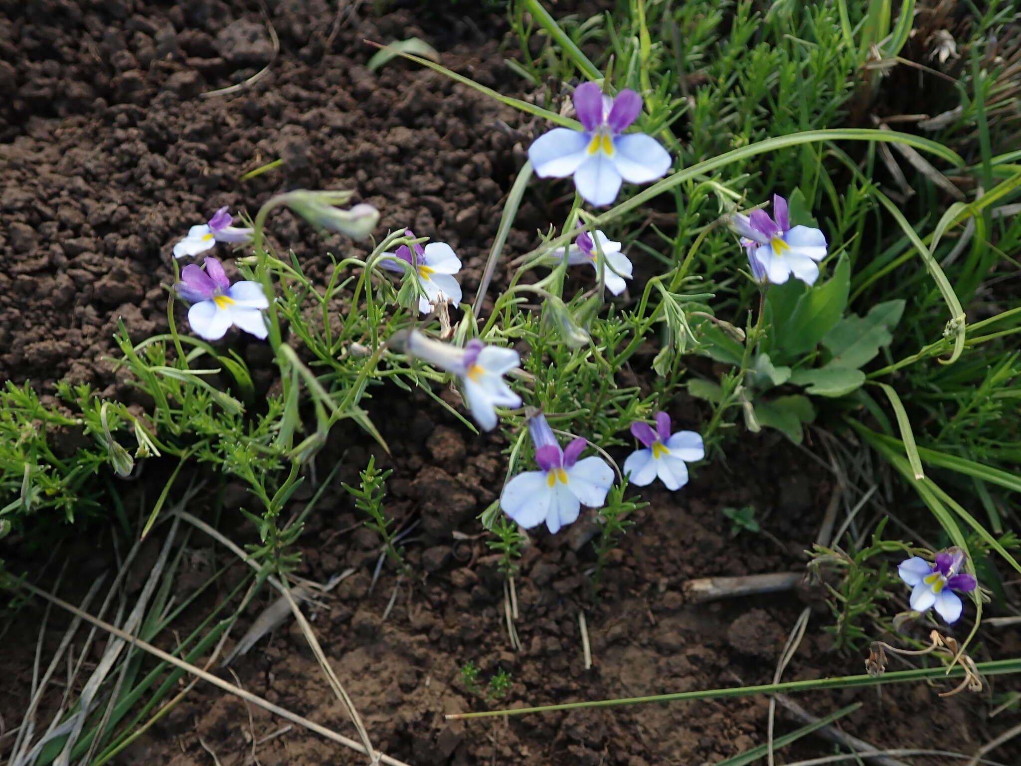 Image of Butterfly lobelia