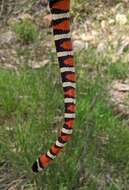 Image of Lampropeltis pyromelana infralabialis Tanner 1953