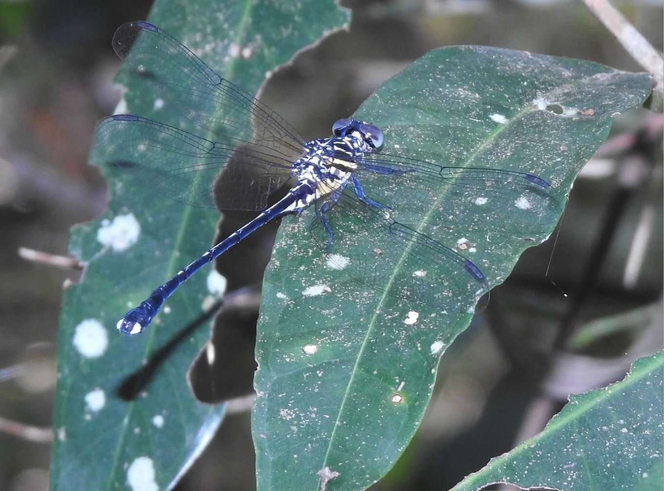 Image of Leptogomphus hongkongensis Asahina 1988