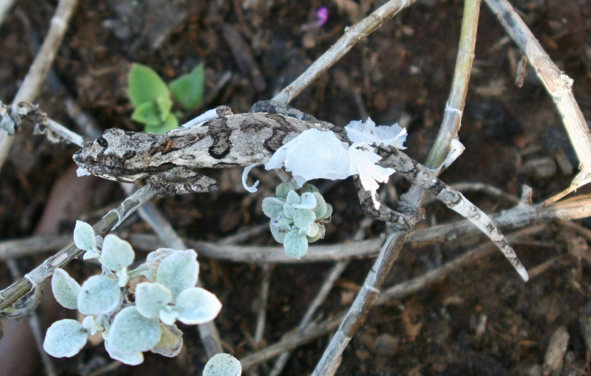 Image of Eastern Cape Dwarf Chameleon