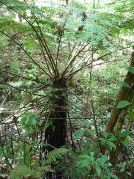 Image of Cyathea costaricensis (Mett. ex Kuhn) Domin