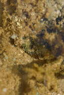 Image of Bear Paw Clam