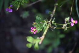 Image de Bidens clavata R. Ballard