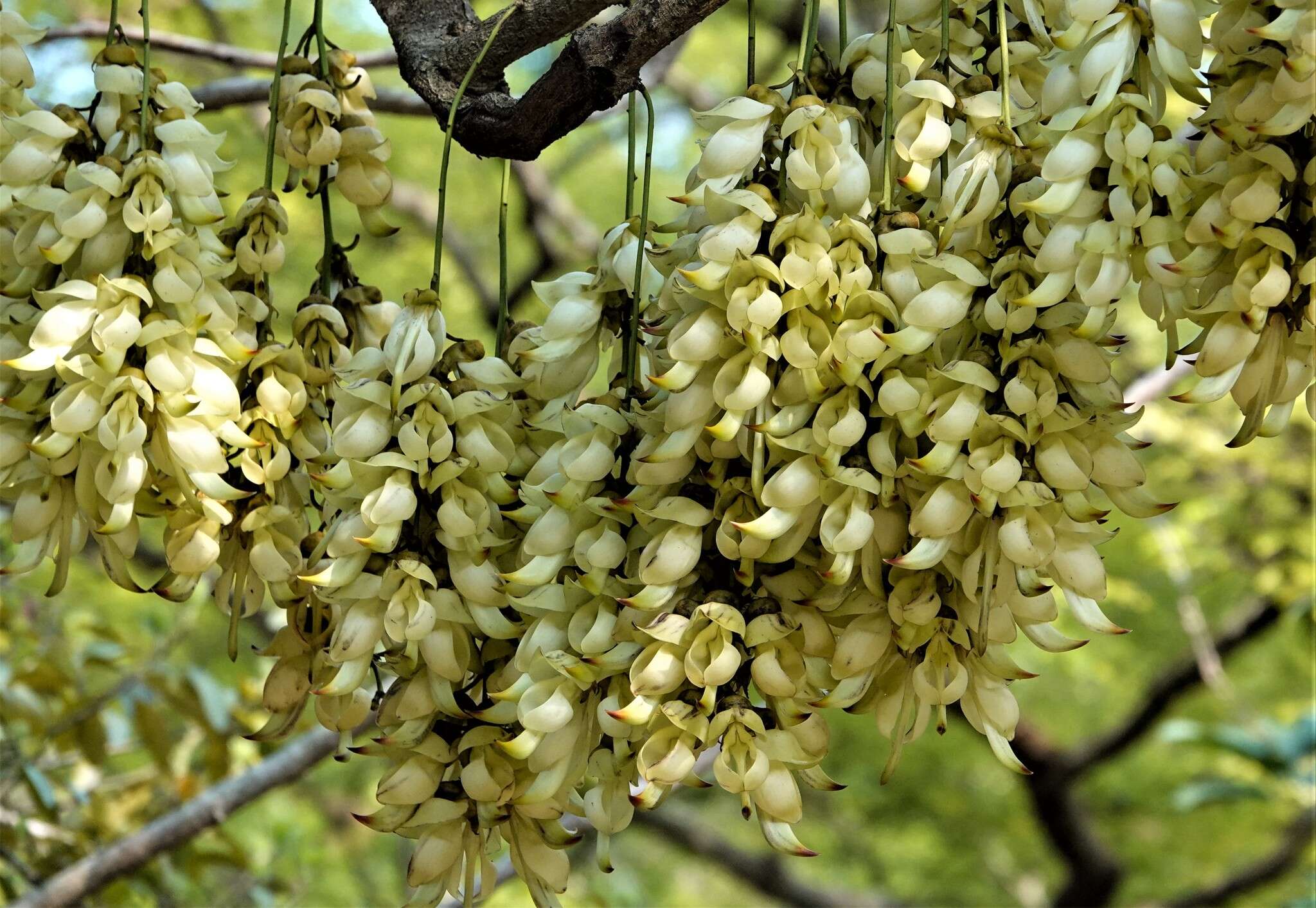 Слика од Mucuna birdwoodiana Tutcher