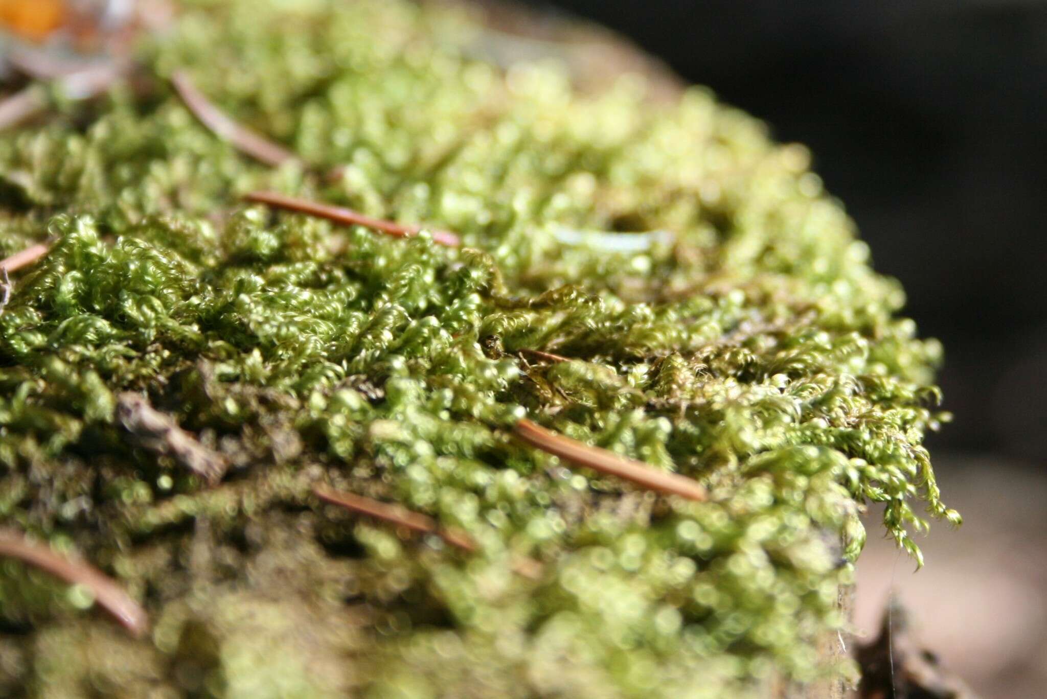 Image of recurved brotherella moss