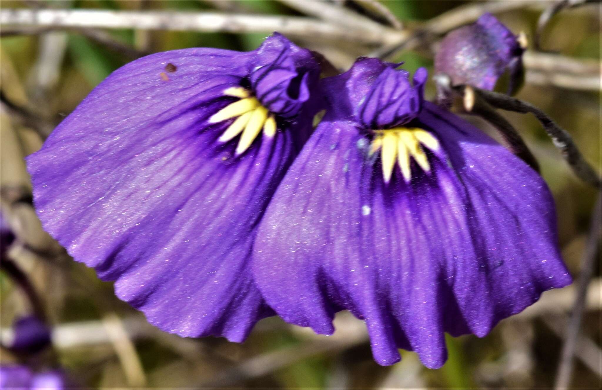 Image of Utricularia beaugleholei R. J. Gassin