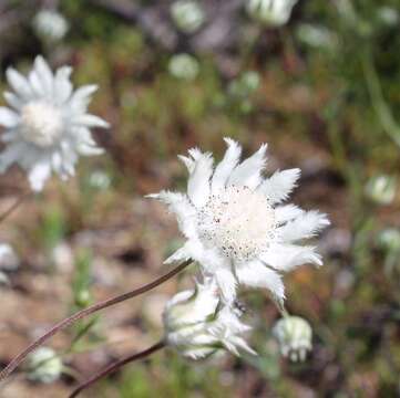 Imagem de Actinotus leucocephalus Benth.