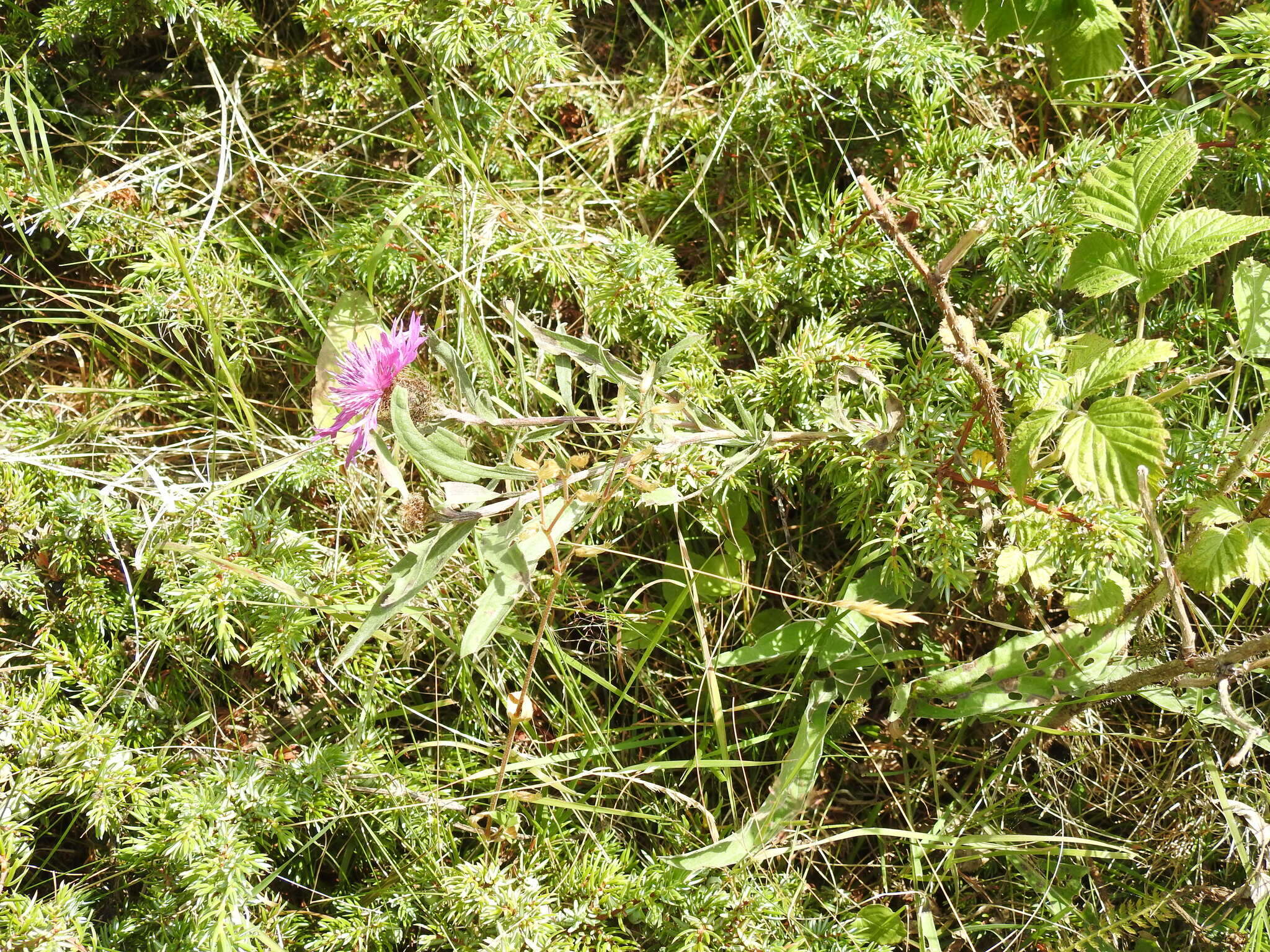 Image of singleflower knapweed