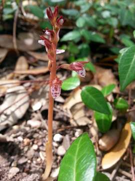 Image of Spring coralroot