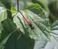 Amphithemis curvistyla Selys 1891 resmi