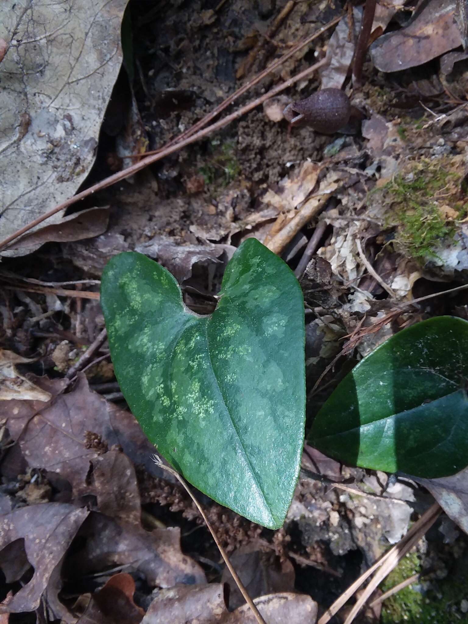 Image of Hexastylis arifolia var. arifolia