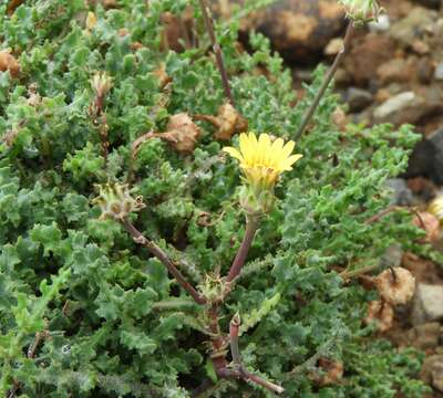 Image of Reichardia crystallina (Sch. Bip. ex Webb. & Berth.) Bramwell