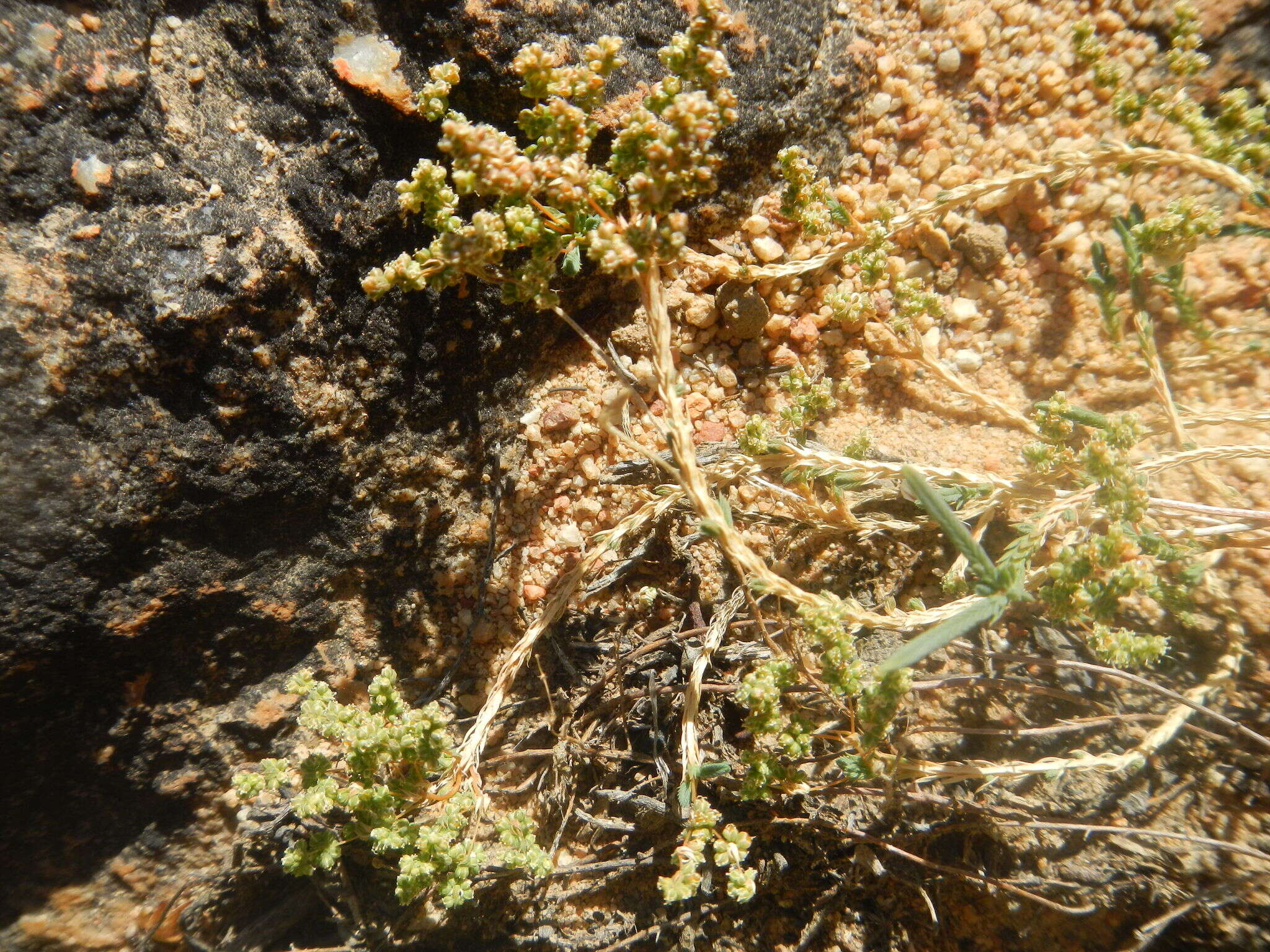 Image of Psammotropha quadrangularis (L. fil.) Fenzl