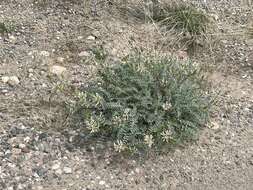 Astragalus lentiginosus var. yuccanus M. E. Jones的圖片