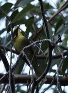 Image of Yellow-tufted Honeyeater