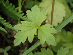 Image of Lithophragma maxima Bacigal.