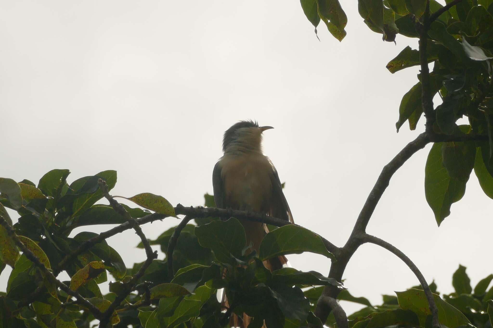 Image of Jamaican Lizard Cuckoo