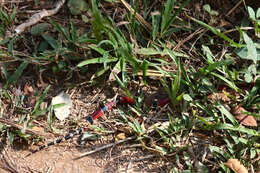 Image of Black-banded Coral Snake