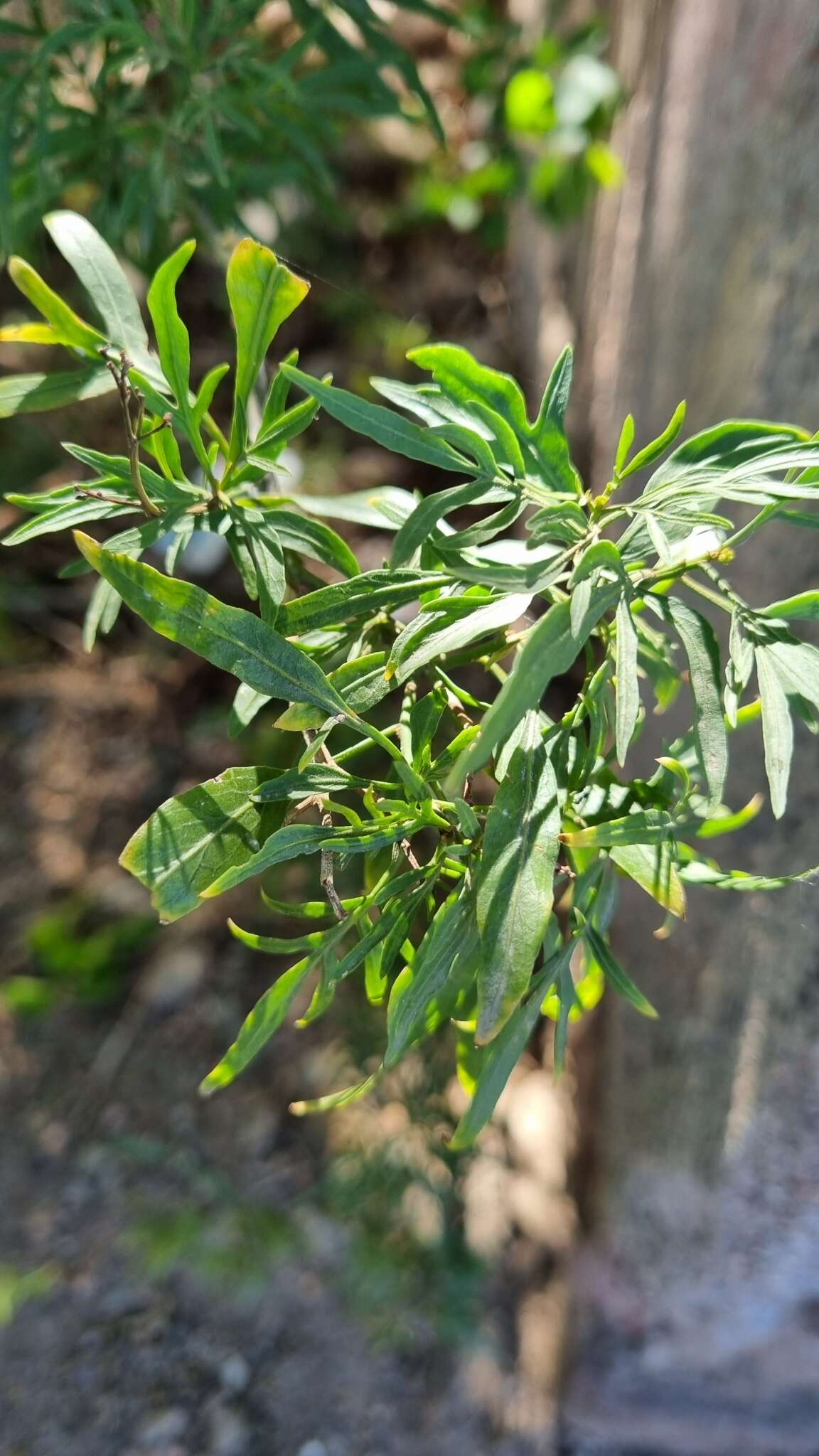 Слика од Solanum angustifidum Bitter