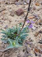 Penstemon acuminatus Dougl.的圖片