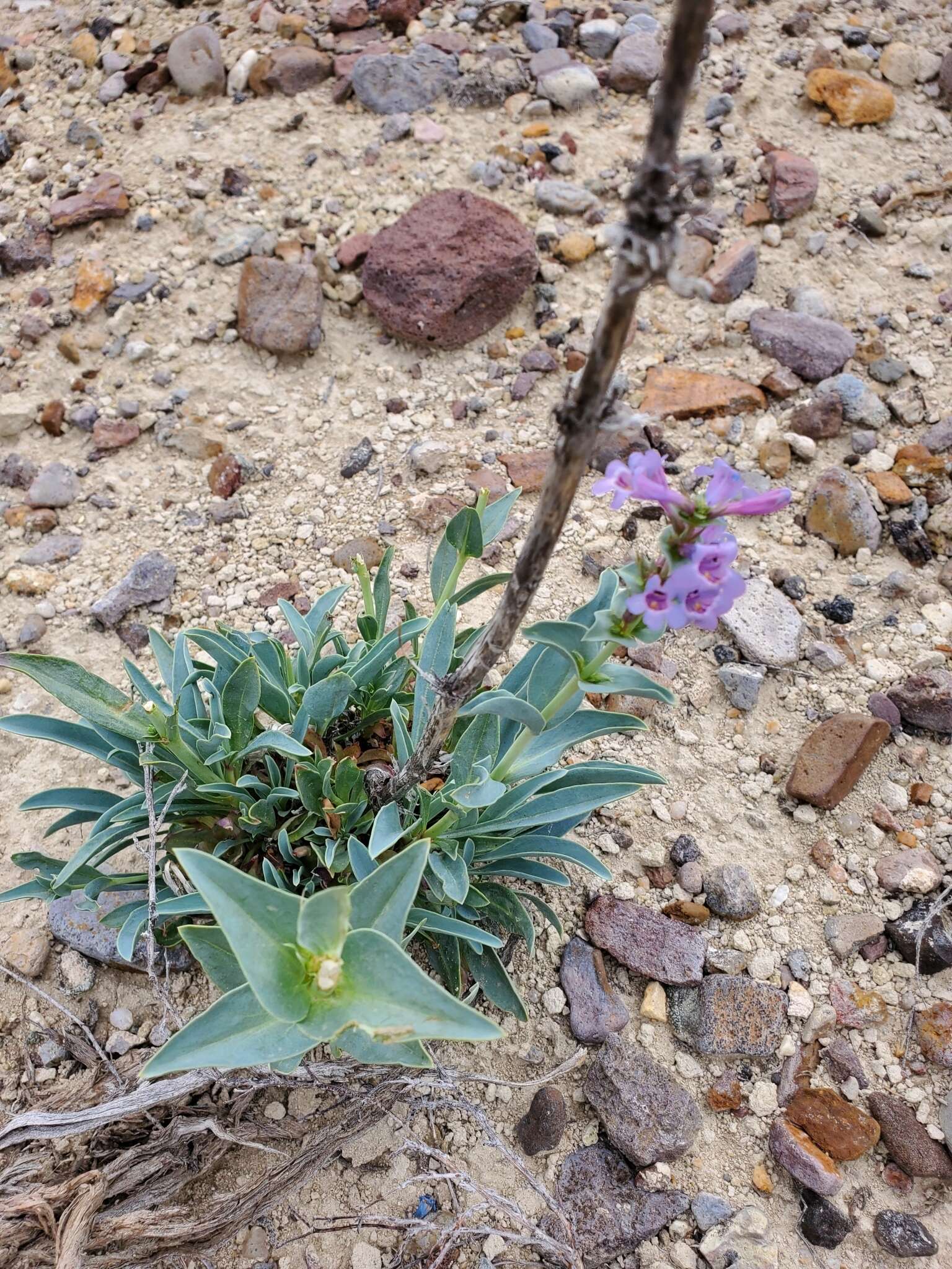 Penstemon acuminatus Dougl.的圖片