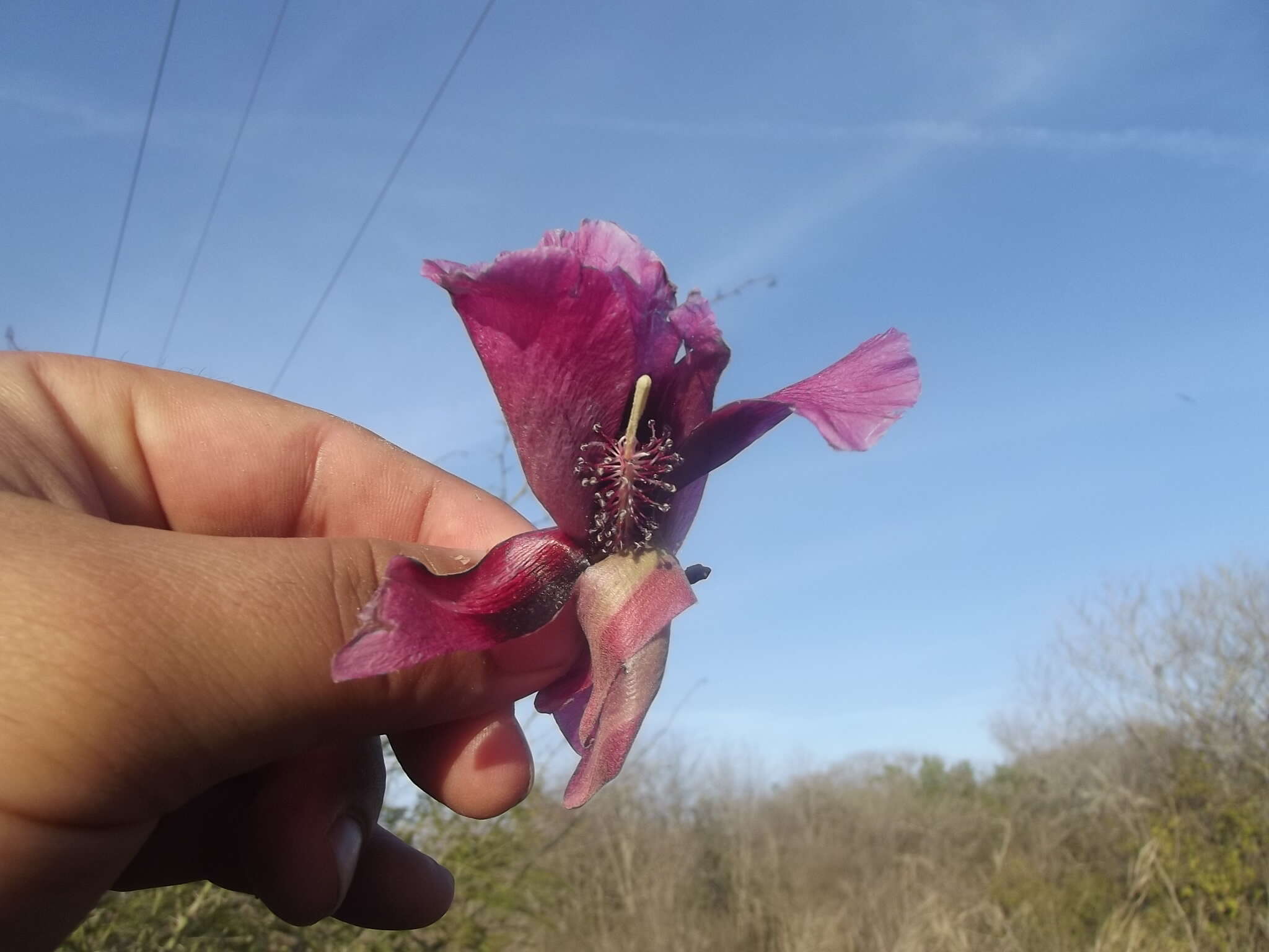 Image of Gossypium aridum (Rose & Standl.) Skovsted