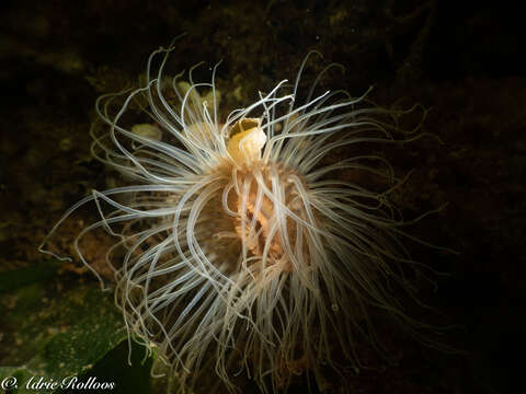 Image of small snakelocks anemone