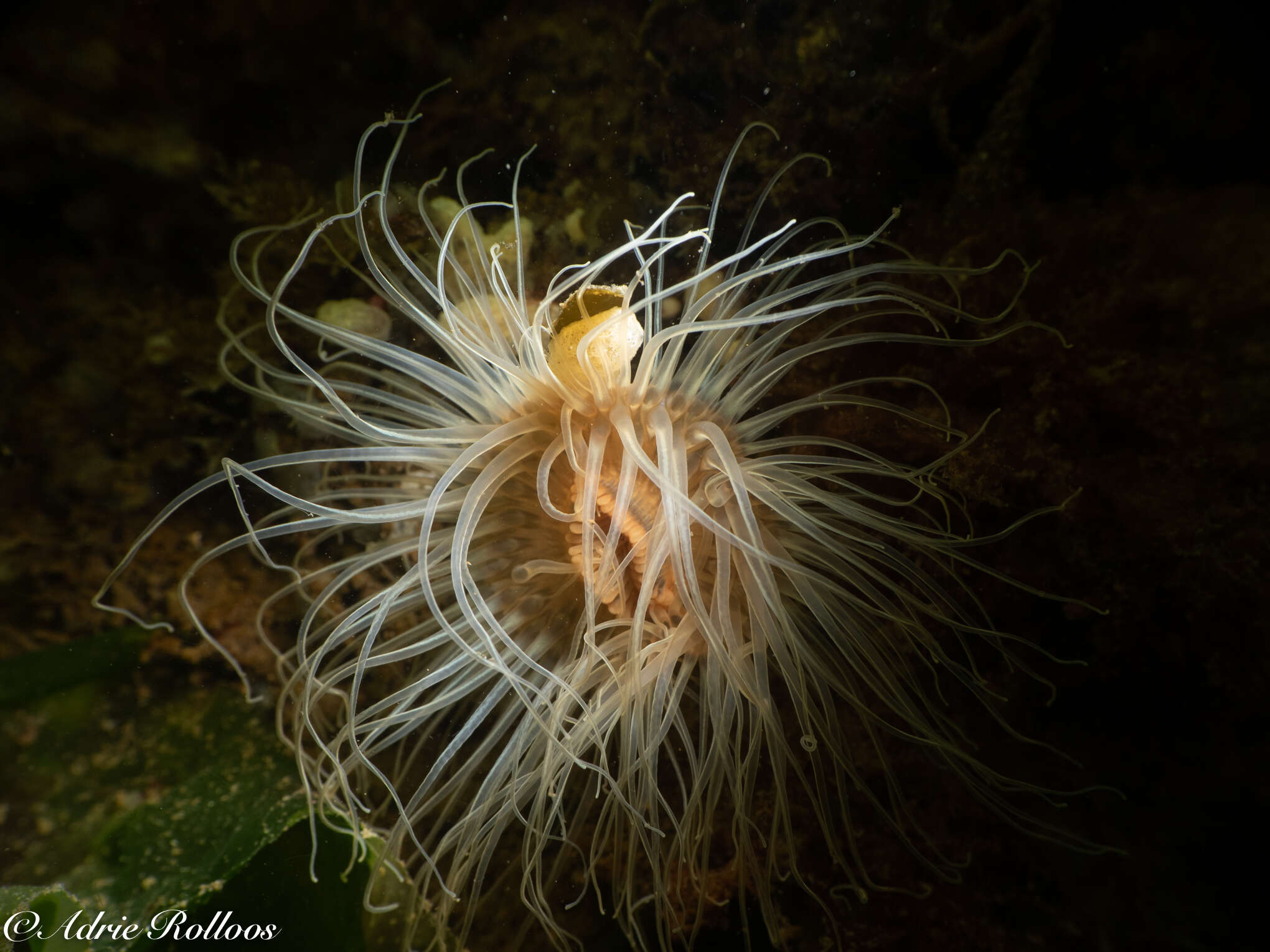 Image of small snakelocks anemone