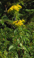 Image of Blue Ridge goldenrod