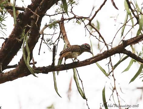 Image of Nubian Woodpecker