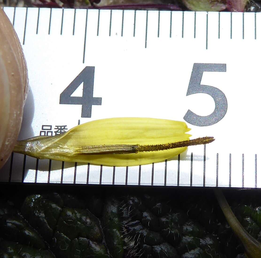 Слика од Soroseris erysimoides (Hand.-Mazz.) C. Shih