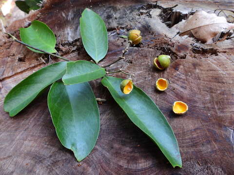 Image of Xanthophyllum octandrum (F. Müll.) Domin