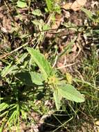 Image of Hill hibiscus