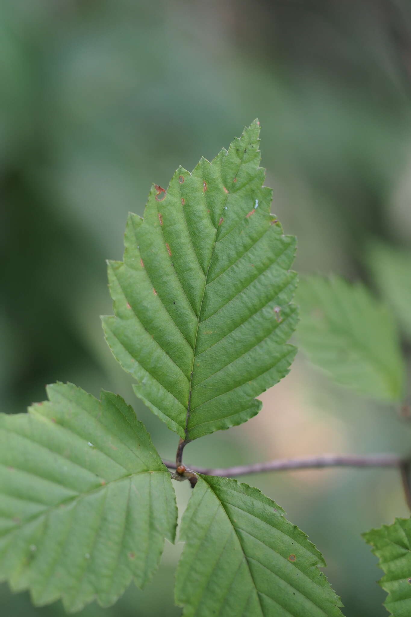 Sivun Micromeles japonica Koehne kuva