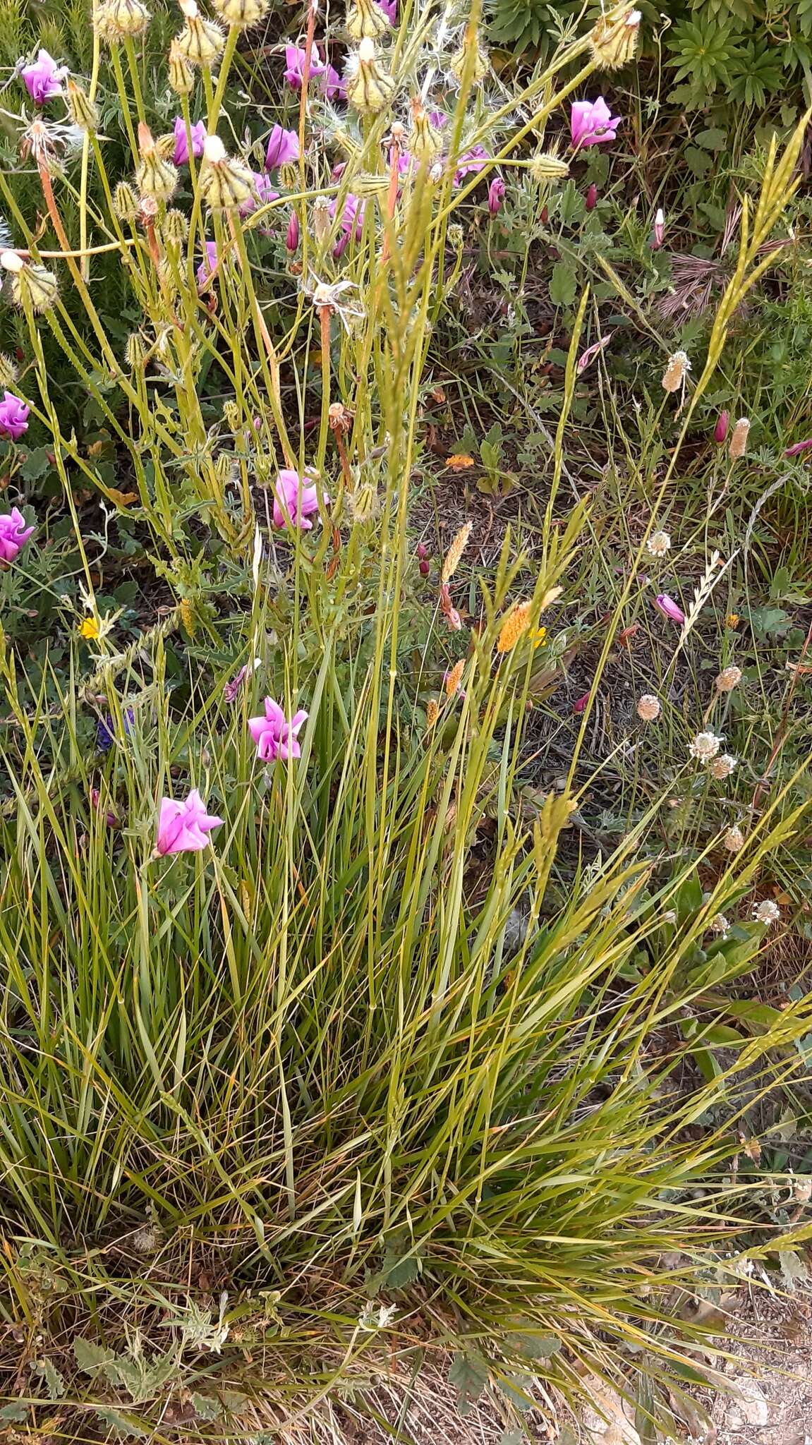 Image of thinleaf false brome