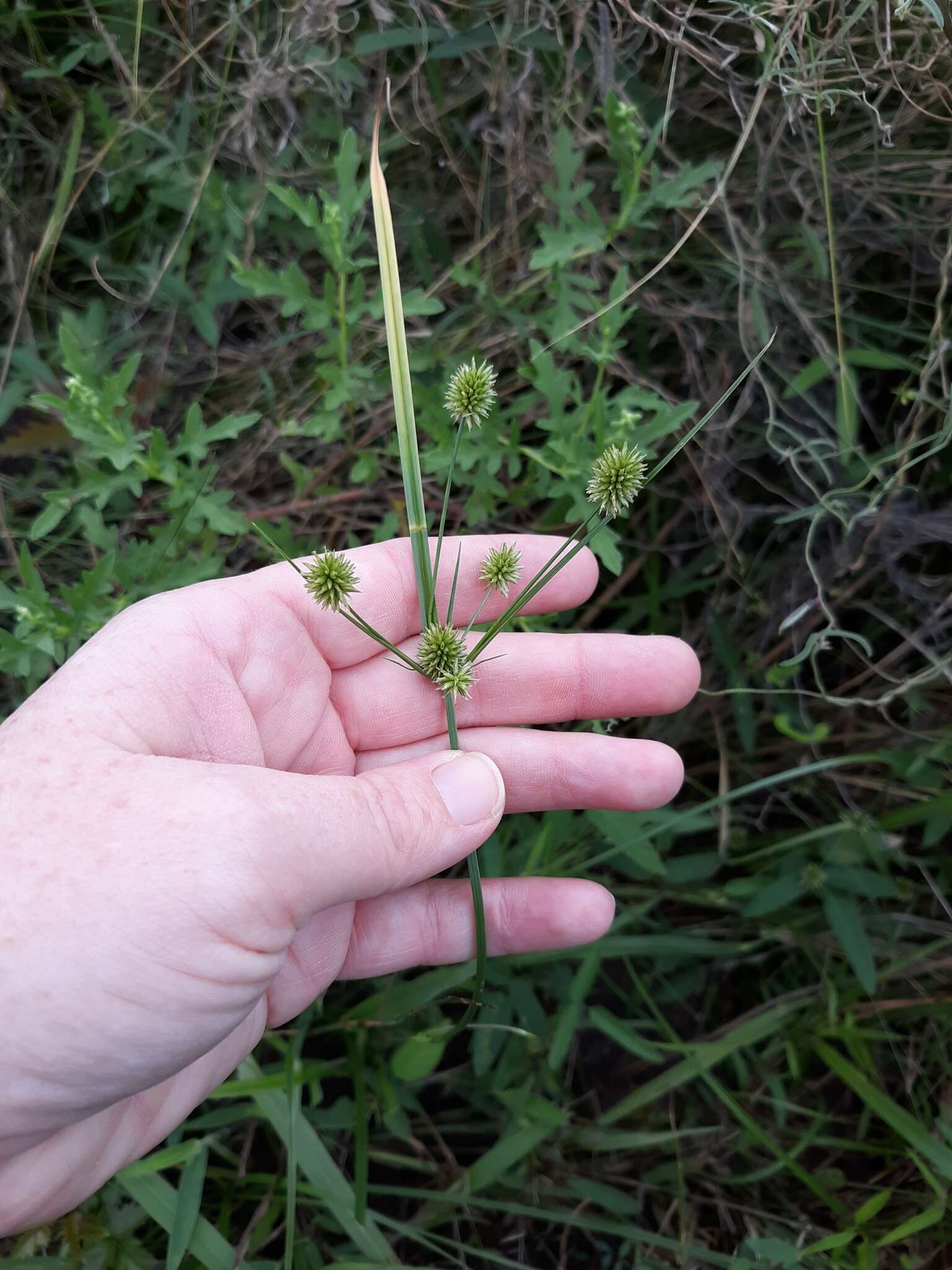 Image of pine barren flatsedge