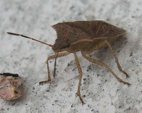 Image of One Spotted Stink Bug