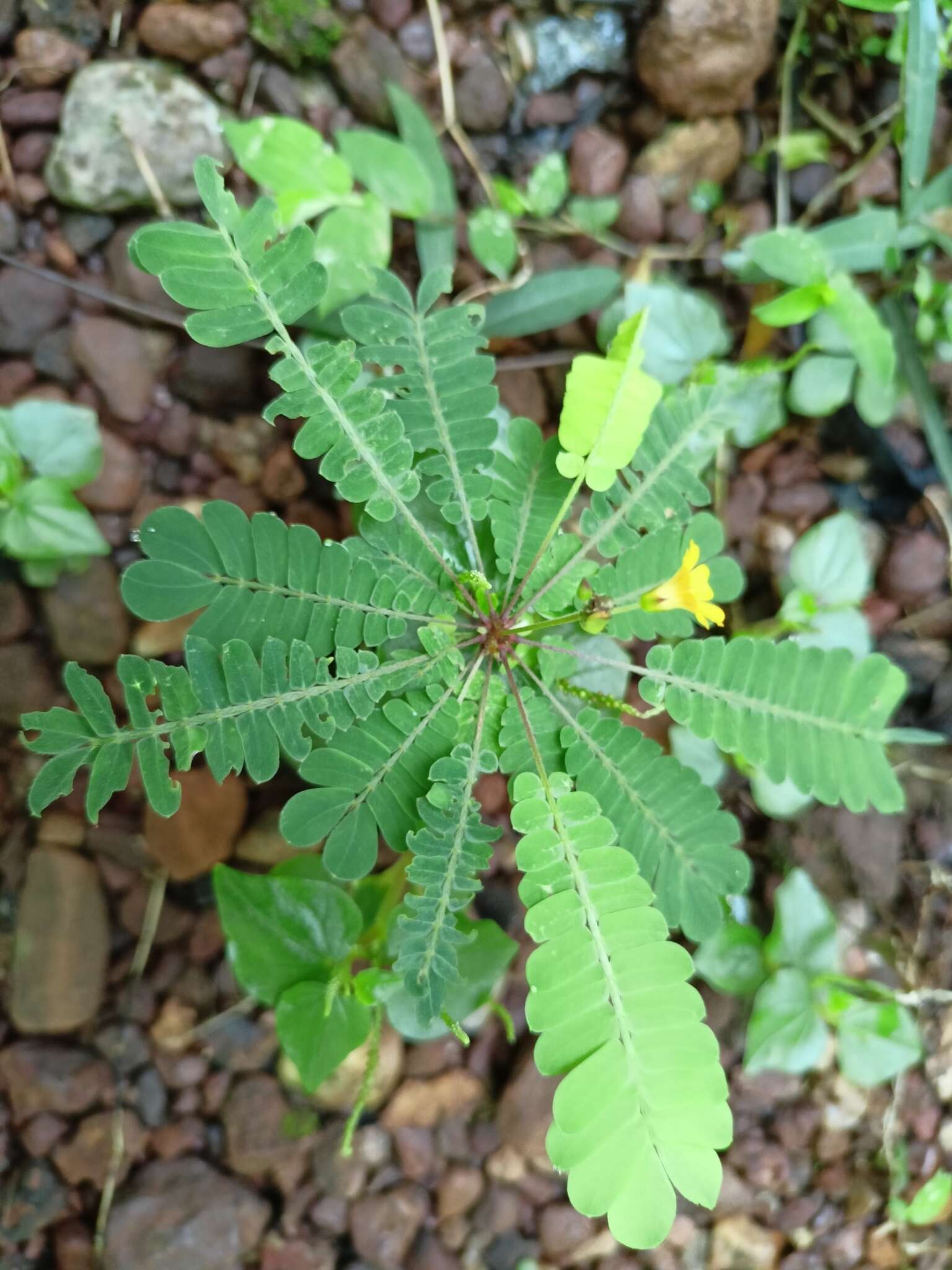 Image of Biophytum sensitivum (L.) DC.