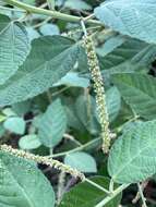 Image of Acalypha nemorum F. Muell. ex Müll. Arg.