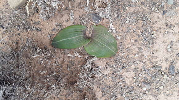 Image de Daubenya marginata (Willd. ex Kunth) J. C. Manning & A. M. van der Merwe