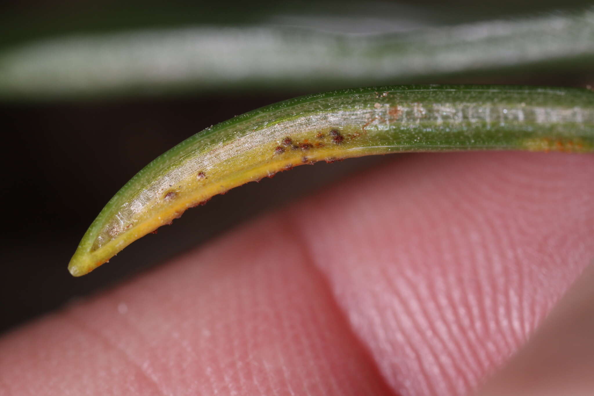 Image of Puccinia liliacearum Duby 1830