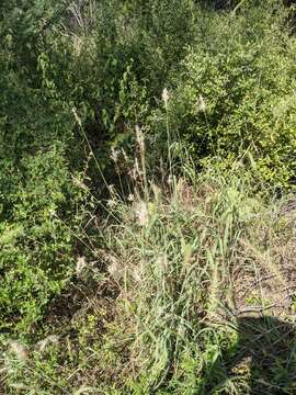 Image of hybrid beardgrass