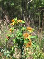 Image of Myrtle-Leaf St. John's-Wort