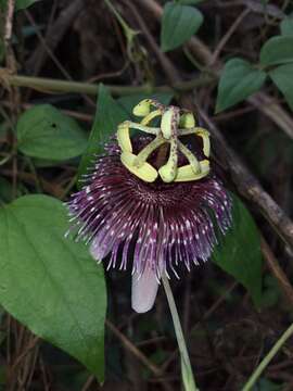 Image of Passiflora smithii Killip